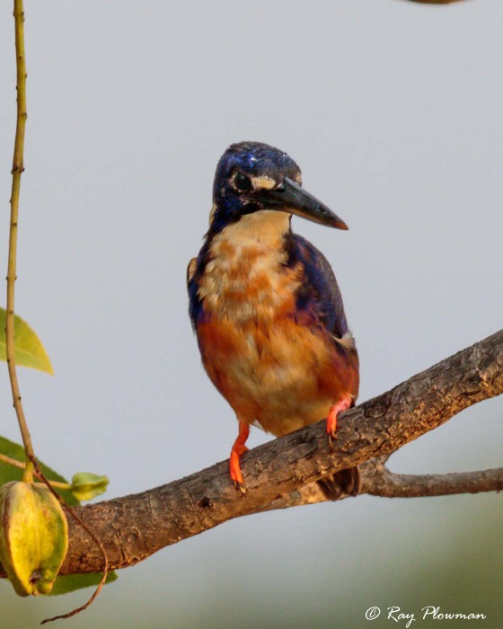Azure Kingfisher (Ceyx azureus ruficollaris) at Yellow Water in Kakadu National Park (Northern Territories) Azure Kingfisher (Ceyx azureus ruficollaris) at Yellow Water in Kakadu National Park (Northern Territories)