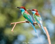 Blue-throated Bee-eater (Merops viridis) pair perched ready to go hunting at Punggol Point in Singapore Blue-throated Bee-eater (Merops viridis) pair perched ready to go hunting at Punggol Point in Singapore