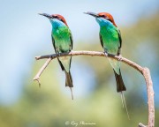 Blue-throated Bee-eater (Merops viridis) pair perched ready to go hunting at Punggol Point in Singapore Blue-throated Bee-eater (Merops viridis) pair perched ready to go hunting at Punggol Point in Singapore