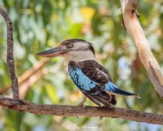 Blue-winged Kookaburra (Dacelo leachii) Male in forest at Mary River Wilderness Retreat, Northern Territories Blue-winged Kookaburra (Dacelo leachii) Male in forest at Mary River Wilderness Retreat, Northern Territories