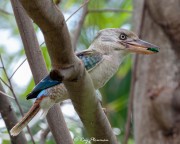 Blue-winged Kookaburra, Female (Dacelo leachii) with insect at Botanic Garden (Palmetum) in Townsville, QLD Blue-winged Kookaburra, Female (Dacelo leachii) with insect at Botanic Garden (Palmetum) in Townsville, QLD