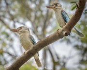 Blue-winged Kookaburra (Dacelo leachii) Male and Female at Botanic Garden (Palmetum) in Townsville, QLD Blue-winged Kookaburra (Dacelo leachii) Male and Female at Botanic Garden (Palmetum) in Townsville, QLD