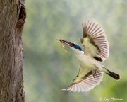 Collared Kingfisher (Todiramphus chloris humii) flying to nest hole with a lizard at Singapore’s Chinese Garden Collared Kingfisher (Todiramphus chloris humii) flying to nest hole with a lizard at Singapore’s Chinese Garden