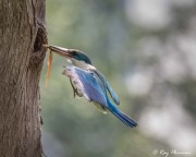 Collared Kingfisher (Todiramphus chloris humii) flying to nest hole with a lizard at Singapore’s Chinese Garden Collared Kingfisher (Todiramphus chloris humii) flying to nest hole with a lizard at Singapore’s Chinese Garden