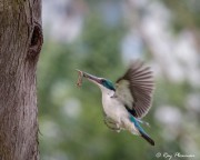 Collared Kingfisher (Todiramphus chloris humii) flying to nest hole with a lizard at Singapore’s Chinese Garden Collared Kingfisher (Todiramphus chloris humii) flying to nest hole with a lizard at Singapore’s Chinese Garden