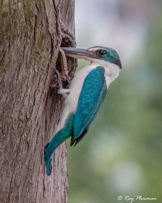 Collared Kingfisher (Todiramphus chloris humii) at nest hole with a lizard at Singapore’s Chinese Garden Collared Kingfisher (Todiramphus chloris humii) at nest hole with a lizard at Singapore’s Chinese Garden