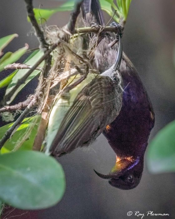 Copper-throated Sunbird (Leptocoma calcostetha) courtship in the mangroves at Singapore’s Sungei Buloh Wetland Reserve Copper-throated Sunbird (Leptocoma calcostetha) courtship in the mangroves at Singapore’s Sungei Buloh Wetland Reserve