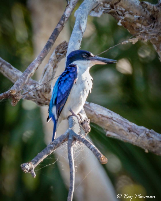 Forest Kingfisher (Todiramphus macleayii) at Yellow Water in Kakadu National Park (Northern Territories) Forest Kingfisher (Todiramphus macleayii) at Yellow Water in Kakadu National Park (Northern Territories)