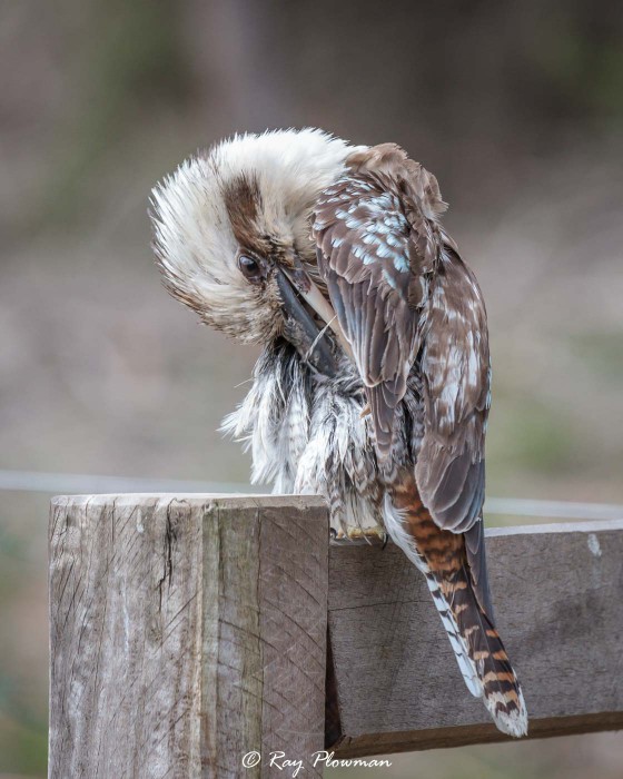 Laughing Kookaburra (Dacelo novaeguineae) preening at MacKenzie Falls in Australia’s Grampian Mountains Laughing Kookaburra (Dacelo novaeguineae) preening at MacKenzie Falls in Australia’s Grampian Mountains