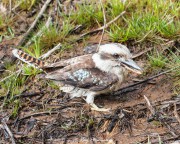 Laughing Kookaburra (Dacelo novaeguineae) foraging on the ground at MacKenzie Falls in Australia’s Grampian Mountains Laughing Kookaburra (Dacelo novaeguineae) foraging on the ground at MacKenzie Falls in Australia’s Grampian Mountains