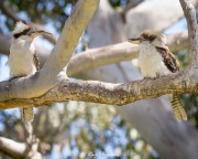 Laughing Kookaburras (Dacelo novaeguineae) Parent feeding immature at Booderee NP in Jervis Bay Territory Laughing Kookaburras (Dacelo novaeguineae) Parent feeding immature at Booderee NP in Jervis Bay Territory