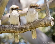 Laughing Kookaburra (Dacelo novaeguineae) Adult and Immature at Booderee NP in the Jervis Bay Territory Laughing Kookaburra (Dacelo novaeguineae) Adult and Immature at Booderee NP in the Jervis Bay Territory