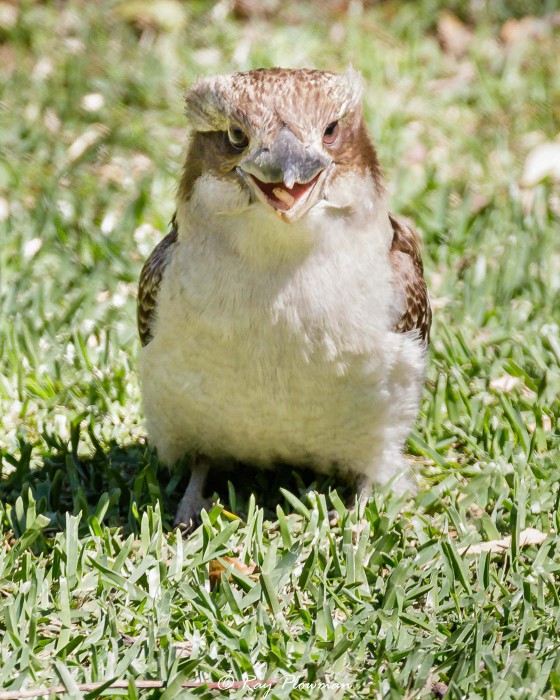 Laughing Kookaburras (Dacelo novaeguineae) Immature feeding on ground at Booderee NP in Jervis Bay Territory Laughing Kookaburras (Dacelo novaeguineae) Immature feeding on ground at Booderee NP in Jervis Bay Territory