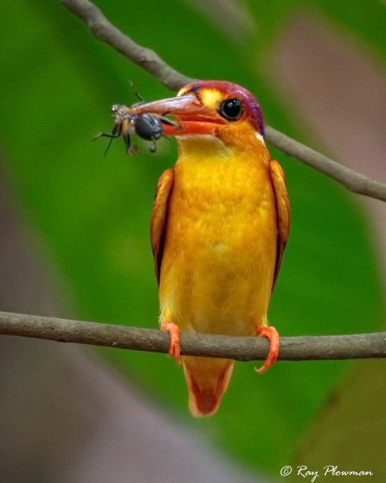 Oriental Dwarf Kingfisher (Ceyx erithacus) eating an Insect at Bukit Timah Nature Reserve in Singapore Oriental Dwarf Kingfisher (Ceyx erithacus) eating an Insect at Bukit Timah Nature Reserve in Singapore