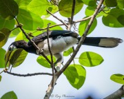 Oriental Pied Hornbill (Anthracoceros albirostris convexus) eating fruit at Singapore Botanic Gardens Oriental Pied Hornbill (Anthracoceros albirostris convexus) eating fruit at Singapore Botanic Gardens