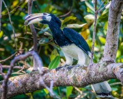 Oriental Pied Hornbill (Anthracoceros albirostris) eating giant grasshopper at Pasir Ris Park in Singapore Oriental Pied Hornbill (Anthracoceros albirostris) eating giant grasshopper at Pasir Ris Park in Singapore