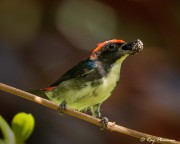Scarlet-backed Flowerpecker, (Dicaeum cruentatum ignitum) Male feeding on fruit at Sungei Buloh Wetland Nature in Singapore Scarlet-backed Flowerpecker, (Dicaeum cruentatum ignitum) Male feeding on fruit at Sungei Buloh Wetland Nature in Singapore