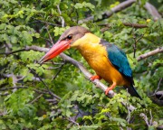 Stork-Billed Kingfisher (Pelargopsis capensis malaccensis) perched in a tree near a small lake in the Japanese Garden, Singapore Stork-Billed Kingfisher (Pelargopsis capensis malaccensis) perched in a tree near a small lake in the Japanese Garden, Singapore