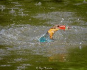 Stork-Billed Kingfisher (Pelargopsis capensis malaccensis) stabbing a fish in the Japanese Garden’s small lake, Singapore Stork-Billed Kingfisher (Pelargopsis capensis malaccensis) stabbing a fish in the Japanese Garden’s small lake, Singapore