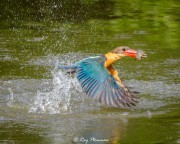 Stork-Billed Kingfisher (Pelargopsis capensis malaccensis) coming out of the water with a fish in the Japanese Garden’s small lake, Singapore Stork-Billed Kingfisher (Pelargopsis capensis malaccensis) coming out of the water with a fish in the Japanese Garden’s small lake, Singapore