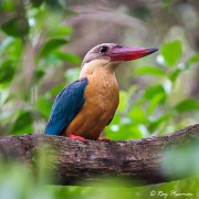 Stork-Billed Kingfisher (Pelargopsis capensis) at Sungei Buloh Wetlands Reserve in Singapore