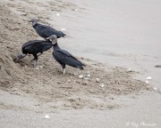 American Black Vulture (Coragyps atratus brasiliensis) robbing leatherback turtle nest at Grande Riviere in Trinidad American Black Vulture (Coragyps atratus brasiliensis) robbing leatherback turtle nest at Grande Riviere in Trinidad