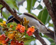 Blue-faced Honeyeater (Entomyzon cyanotis) feeding on nectar at Marian in the Mackay Region of Queensland Blue-faced Honeyeater (Entomyzon cyanotis) feeding on nectar at Marian in the Mackay Region of Queensland