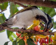 Blue-faced Honeyeater (Entomyzon cyanotis) immature feeding on nectar at Marian in the Mackay Region of Queensland Blue-faced Honeyeater (Entomyzon cyanotis) immature feeding on nectar at Marian in the Mackay Region of Queensland