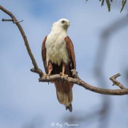 Brahminy Kite (Haliastur indus girrenera) perched at Cape Gloucester in Queensland