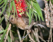 Brown Honeyeater (Lichmera indistincta) Immature feeding on bottle brush in Eungella National Park in Queensland Brown Honeyeater (Lichmera indistincta) Immature feeding on bottle brush in Eungella National Park in Queensland