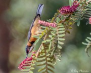 Eastern Spinebill (Acanthorhynchus tenuirostris) feeding at Booderee National Park in Jervis Bay Territory Eastern Spinebill (Acanthorhynchus tenuirostris) feeding at Booderee National Park in Jervis Bay Territory