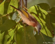 Rufous-banded Honeyeater (Conopophila albogularis) feeding on insect at Yellow Water Region in Kakadu National Park Rufous-banded Honeyeater (Conopophila albogularis) feeding on insect at Yellow Water Region in Kakadu National Park