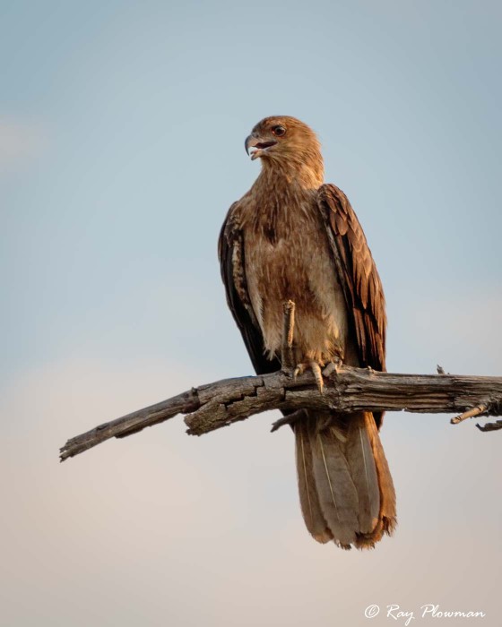 Whistling Kite (Haliastur sphenurus) perched at Kakadu National Parks Yellow Water Region in Northern Territories Whistling Kite (Haliastur sphenurus) perched at Kakadu National Parks Yellow Water Region in Northern Territories