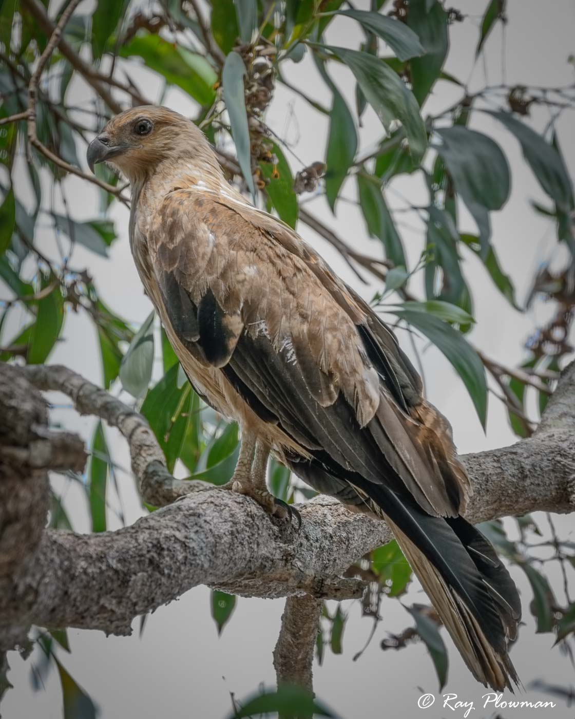 Birds of Prey | Ray Plowman