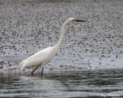 Great Egret (Ardea alba modesta) in breeding season with a black bill at Okarito Wetland in New Zealand Great Egret (Ardea alba modesta) in breeding season with a black bill at Okarito Wetland in New Zealand