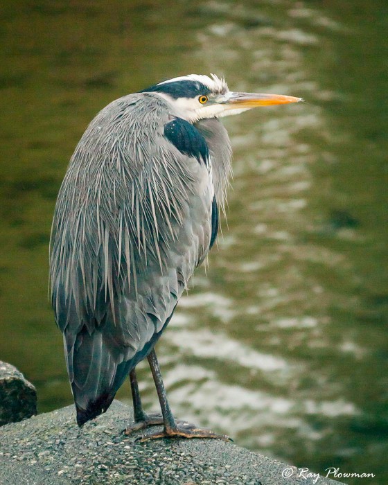 Great Blue Heron (Ardea herodias fannini) dark morph perched in the rain at Stanley Park in Vancouver Great Blue Heron (Ardea herodias fannini) dark morph perched in the rain at Stanley Park in Vancouver