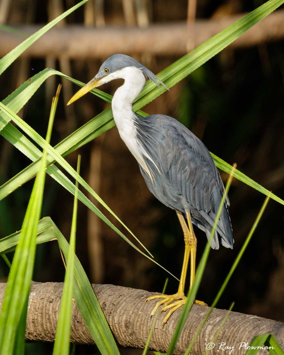 Pied Heron (Egretta picata) juvenile perched in mangrove at Yellow Water Region in Northern Territories Pied Heron (Egretta picata) juvenile perched in mangrove at Yellow Water Region in Northern Territories