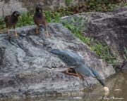 Striated Heron (Butorides striata javanica) placing bread bait watched by mynas in the main lake at Japanese Garden in Singapore Striated Heron (Butorides striata javanica) placing bread bait watched by mynas in the main lake at Japanese Garden in Singapore