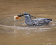 Striated Heron (Butorides striata javanica) collecting bread bait in the main lake at Japanese Garden in Singapore Striated Heron (Butorides striata javanica) collecting bread bait in the main lake at Japanese Garden in Singapore