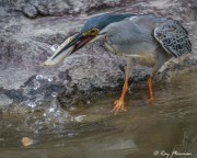Striated Heron (Butorides striata javanica) caught fish from baited lake at Japanese Garden in Singapore Striated Heron (Butorides striata javanica) caught fish from baited lake at Japanese Garden in Singapore