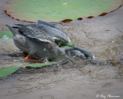 Striated Heron (Butorides striata javanica) strikes prey while fishing from lily pads main lake at Japanese Garden Striated Heron (Butorides striata javanica) strikes prey while fishing from lily pads main lake at Japanese Garden