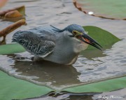Striated Heron (Butorides striata javanica) fishing from lily pads about to swallow fish main lake at Japanese Garden Striated Heron (Butorides striata javanica) fishing from lily pads about to swallow fish main lake at Japanese Garden