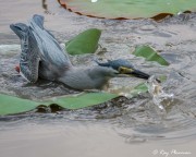 Striated Heron (Butorides striata javanica) strikes prey while fishing from lily pads main lake at Japanese Garden Striated Heron (Butorides striata javanica) strikes prey while fishing from lily pads main lake at Japanese Garden