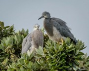 White Faced Heron (Egretta novaehollandiae) pair of immatures perched in tree at Thames in New Zealand White Faced Heron (Egretta novaehollandiae) pair of immatures perched in tree at Thames in New Zealand