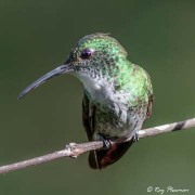 White-chested Emerald Hummingbird (Amazilia brevirostris chionopectus) perched in Trinidad