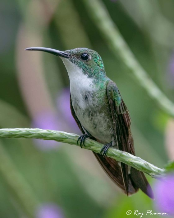 Hummingbirds and Relatives | Ray Plowman