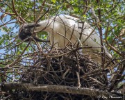 Australian White Ibis (Threskiornis molucca) preening on nest at Townsville (Palmetum) Botanic Garden in Queensland Australian White Ibis (Threskiornis molucca) preening on nest at Townsville (Palmetum) Botanic Garden in Queensland