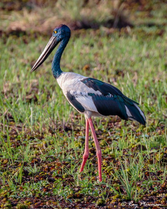 Pelicans and Storks | Ray Plowman