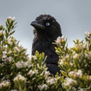 Forest Raven (Corvus tasmanicus) near Loch Ard Gorge on Great Ocean Road in Victoria