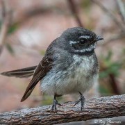 Grey Fantail (Rhipidura albiscapa) at Little Gravelly Beach Tack in Freycinet National Park, Tasmania